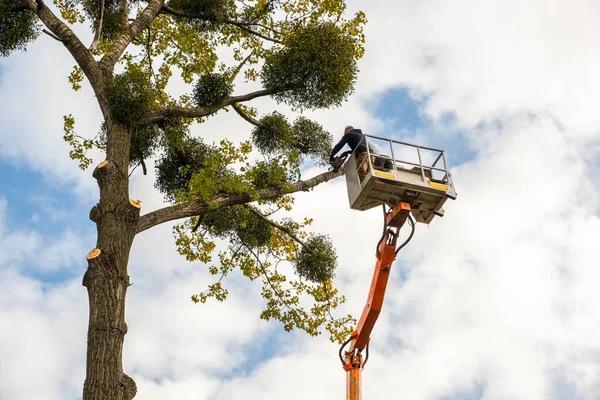 Best Tree Removal Company Near Me for Large & Small Projects