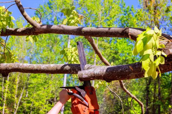 Affordable Tree Removal Rockford with Skilled Local Arborists