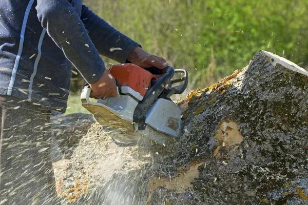 Complete Tree Service South Lake Tahoe for Trimming, Removal & More
