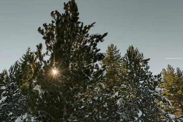 Essential Guide to Emergency Tree Services for Homeowners