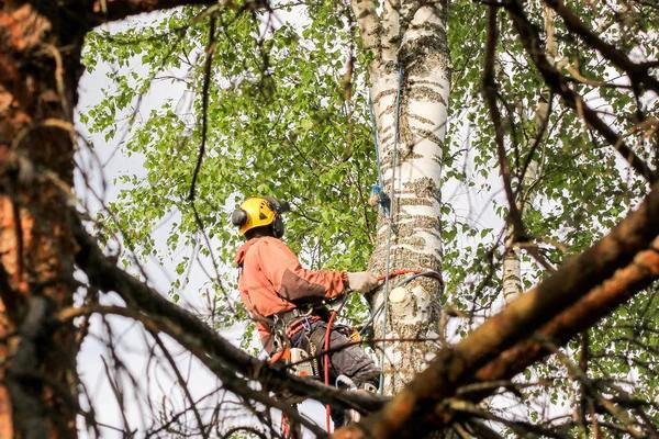 Choosing the Right Tree Services for Your Property Needs