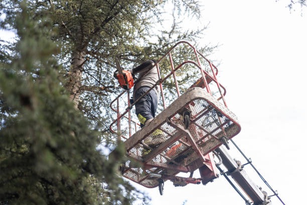 Affordable Tree Removal Mobile for Safe and Efficient Property Clearing
